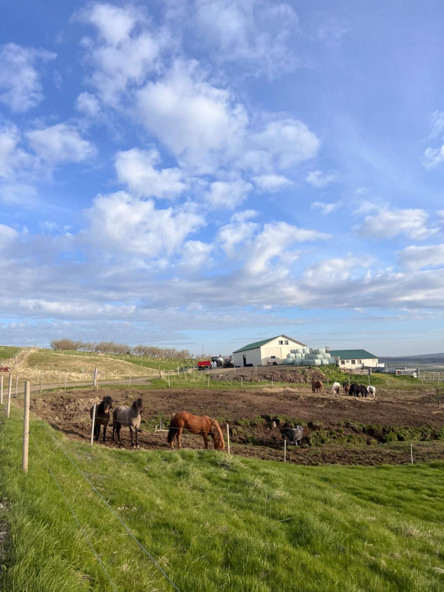 Stora-Asgeirsa Horse Farm Stay Vithigerthi Exteriör bild