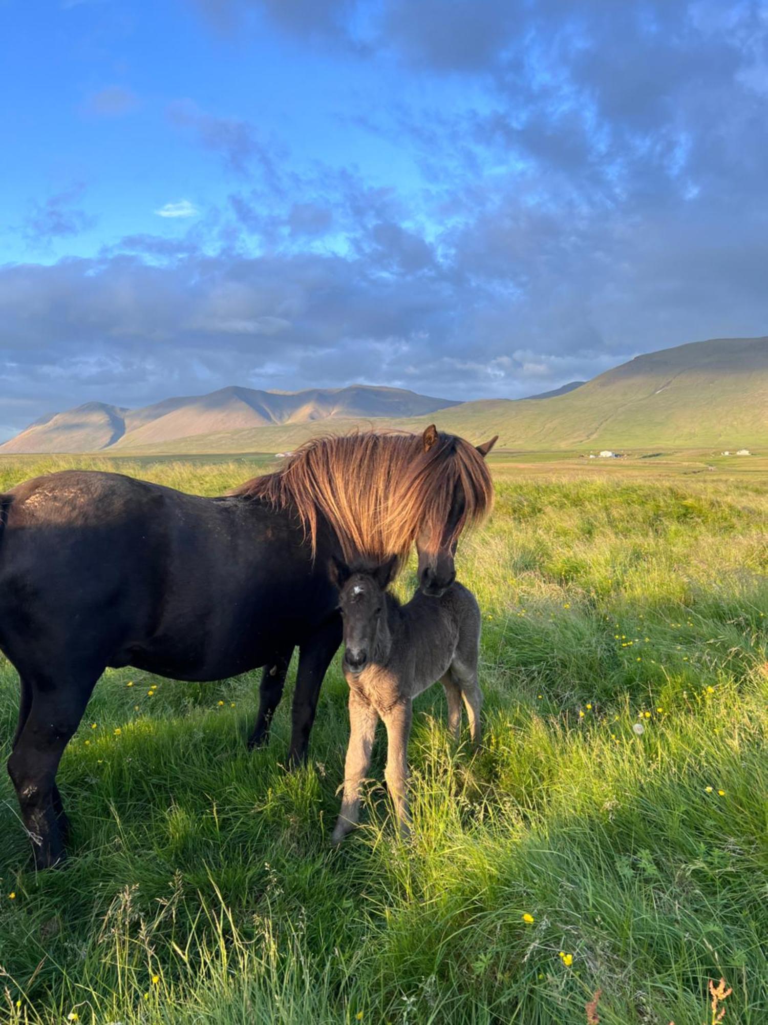 Stora-Asgeirsa Horse Farm Stay Vithigerthi Exteriör bild